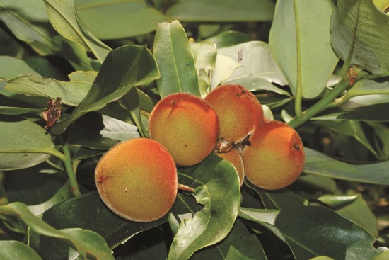 毛柿果實/墾管處提供