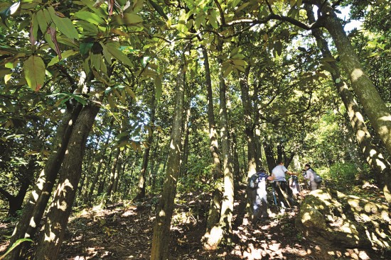 墾丁毛柿林/陳忠能