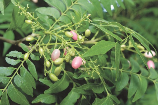 過山香果實甜美、葉味嗆鼻/陳忠能