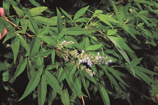 黃荊花香類似紫蘇/陳忠能