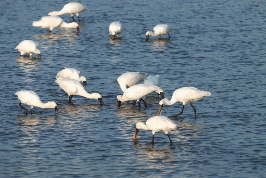 黑面琵鷺通常選擇20公分水深以下的水域,以左右搖動嘴喙的方式來尋找食物/台管處提供(方賜連攝)