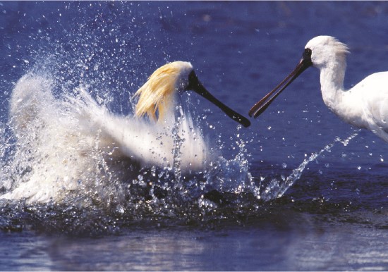 黑面琵鷺個體會離開主群體,到水深較深的地方,運用以頭潑水或是拍翅的方式清洗身體,而後拍翅甩乾/台管處提供