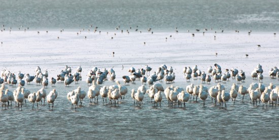 候鳥度冬棲地很重要的一個條件,是要能夠提供充分的食物來源,以及良好的休息環境/台管處提供(郭東輝攝)
