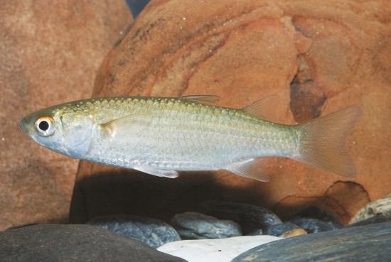 大鱗?又稱豆仔魚,是黑面琵鷺在七股濕地過冬的主食/黃世彬