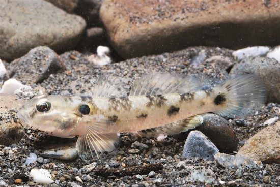 黑面琵鷺在七股濕地也會以虎齒楊氏鰕虎打牙祭/黃世彬