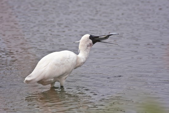 黑面琵鷺以直接吞食的方式進食,正在吞食的魚類大約有15 公分/台管處提供(張永憲攝)