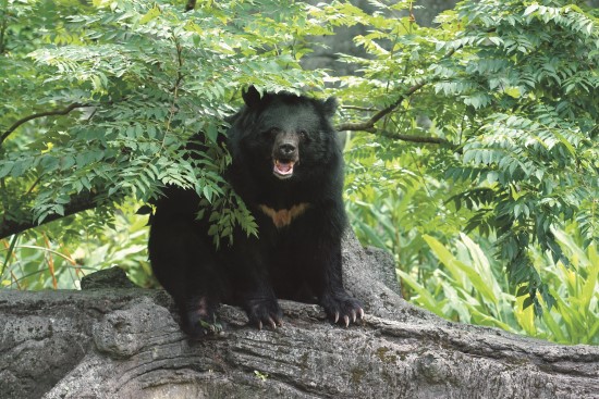 臺灣黑熊/詹德川