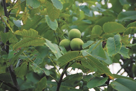 臺灣胡桃果實碩大,提供臺灣黑熊秋冬食物來源/林茂耀