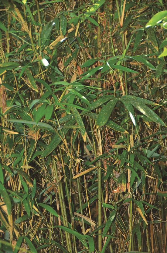 臺灣箭竹的箭筍是臺灣黑熊春季菜單/林茂耀