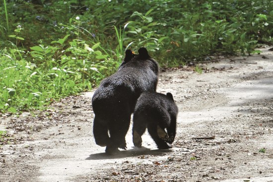 臺灣黑熊在野外自在生活,需要仰賴健全的生態系和足夠的棲息面積(臺灣黑熊母子於紅石林道紅石一號橋)/Tim Yu