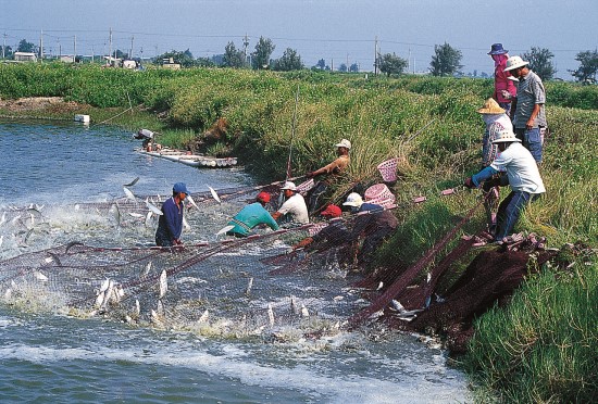 漁民捕撈虱目魚／台管處提供（黃金財攝）