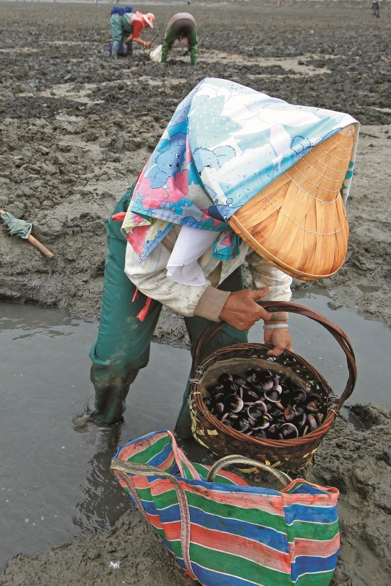 老一輩的台江人多有在
潮間帶泥灘地抓取小型
蟹貝的經驗／台管處提
供（陳天印攝）