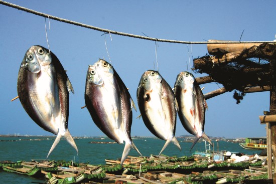 鹽醃後風乾也是保存食
物的古法（虱目魚乾）／
台管處提供（周全池攝）
