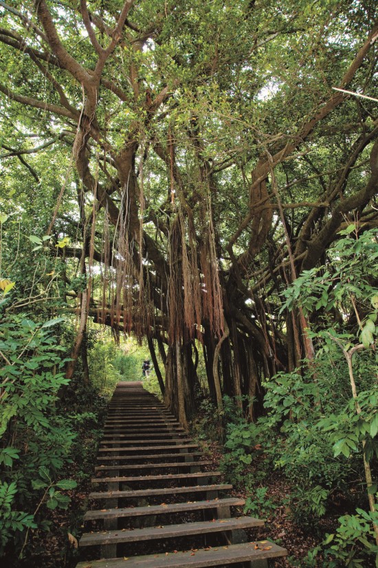 榕樹氣生根是壽山常見的植物特色
