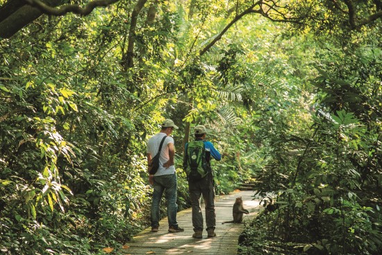 不接觸、不干擾、不餵食是與臺灣獼猴相處的原則/顏歸真攝