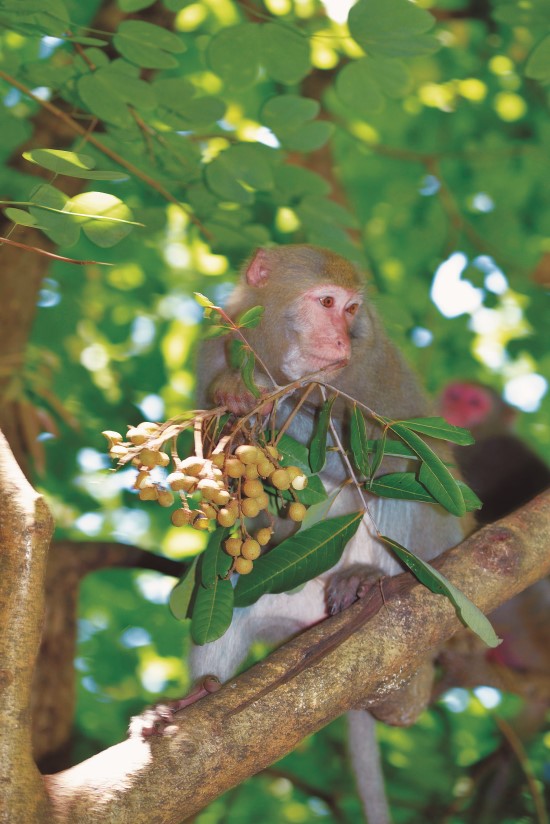 臺灣獼猴在壽山擁有足夠的天然食物來源,請遊客切勿餵食
