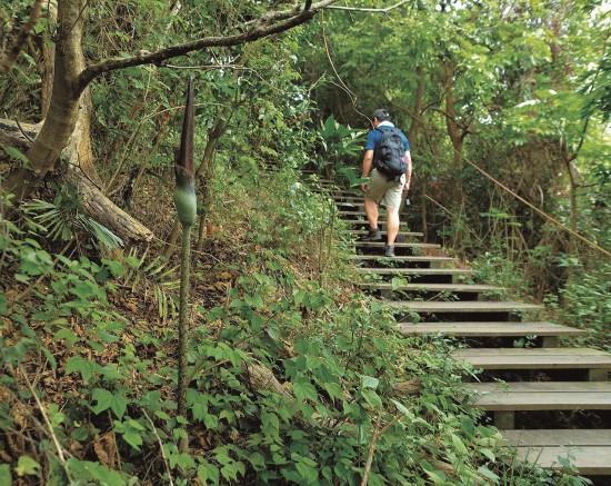北壽山步道旁的密毛魔芋