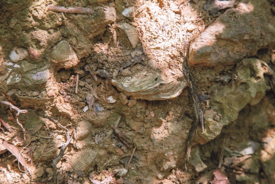 小溪貝塚中的貝類及牡蠣殼/顏歸真攝