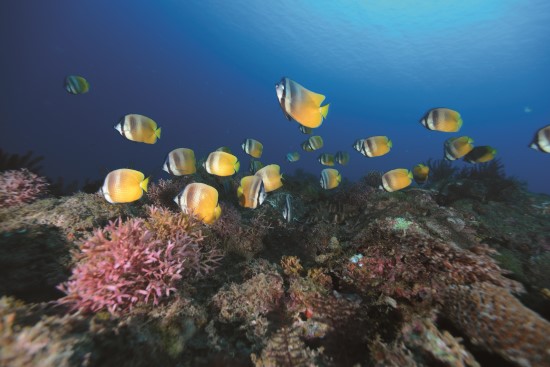 繽紛的海洋生態，需要靠你我共同來保護／墾管處提供