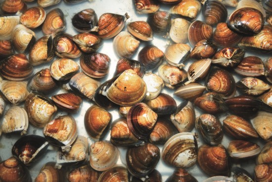 臺灣的文蛤養殖技術優良，品質穩定（文蛤為建議食用海鮮種類）