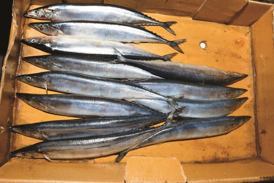 秋刀魚經常被加工作為其他魚種的飼料，但直接食用秋刀魚更符合海洋永續原則
