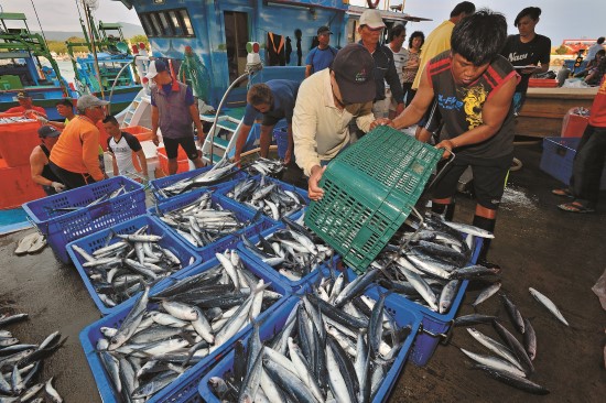 群數量大、壽命短、繁殖力強、成體體型小、生長快速的魚種是建議的捕撈魚種選項（飛魚為建議食用種類）