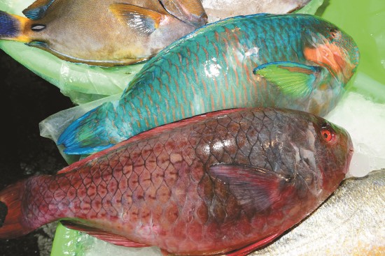 杜氏刺尾鯛（上一）及鸚哥魚（下二），皆為珊瑚礁魚類，建議避免食用