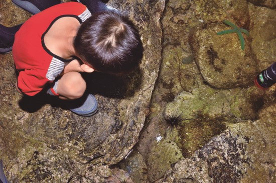刺冠海膽觀察／陳忠能