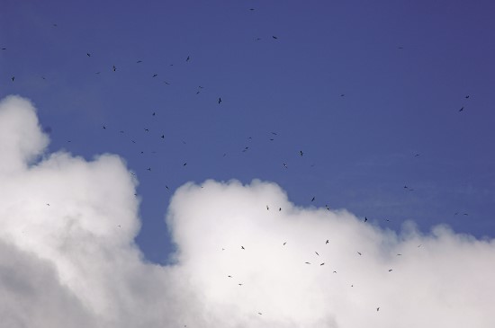 秋季猛禽遷移是滿州鄉的一大盛事(灰面鷲群)/墾管處提供