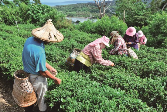滿茶古道充滿茶鄉文化的記憶