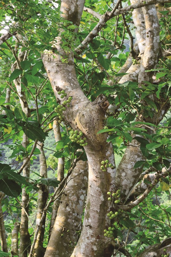 幹花榕的幹生花(果)是熱帶雨林植物的特色之一