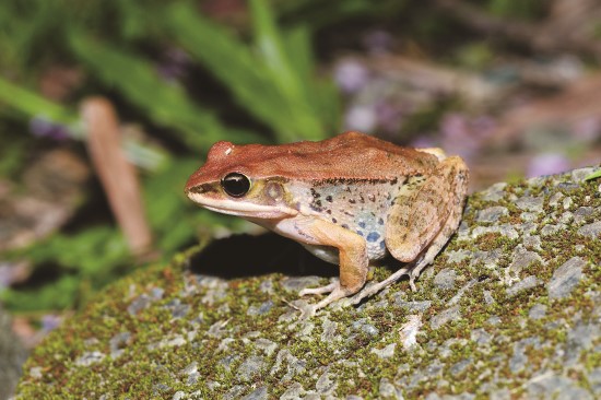 拉都希氏赤蛙是常見的物種