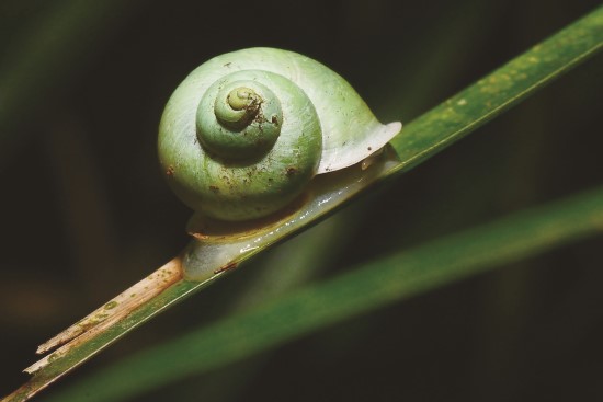 青山蝸牛是臺灣唯一一種綠色蝸牛