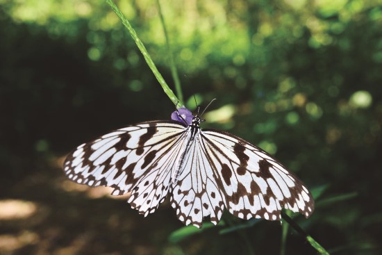 黑點大白斑蝶因為飛行速度緩慢,綽號大笨蝶
