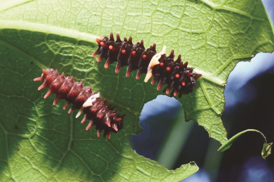 馬兜鈴葉片上的紅紋鳳蝶幼蟲