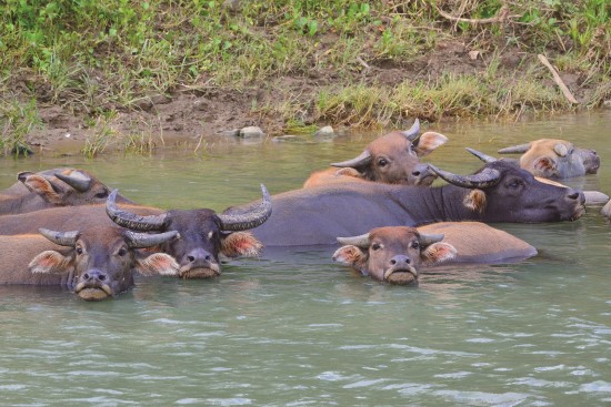 九棚村民放養之水牛到處可見（圖為九棚溪）