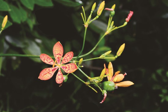 射干花型優美、耐旱力強