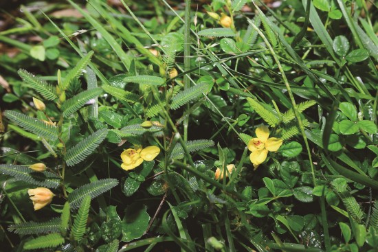 鵝鑾鼻決明是臺灣特有種植物，目前僅見於墾丁國家公園濱海地區