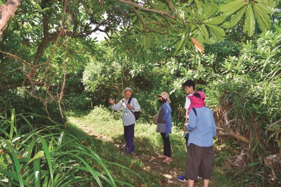 前往鼻頭草原之步道穿過一片海檬果樹林，林下生態豐富有趣
