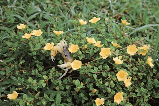 黃灰澤蟹躲在金午時花叢中