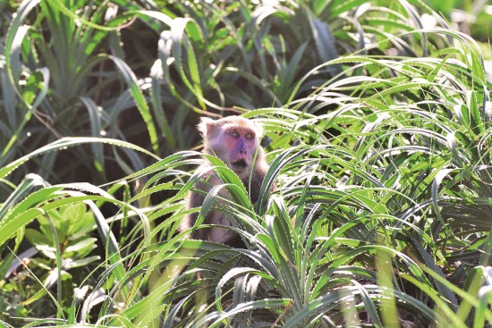 臺灣獼猴喜食林投樹葉之嫩心