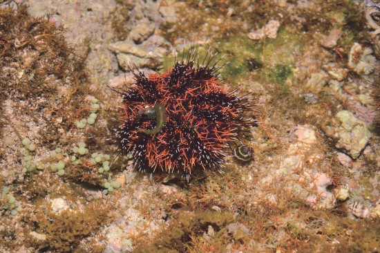 白棘三列海膽（馬糞海膽）喜歡躲在馬尾藻中以避敵，並以大型藻類為主食