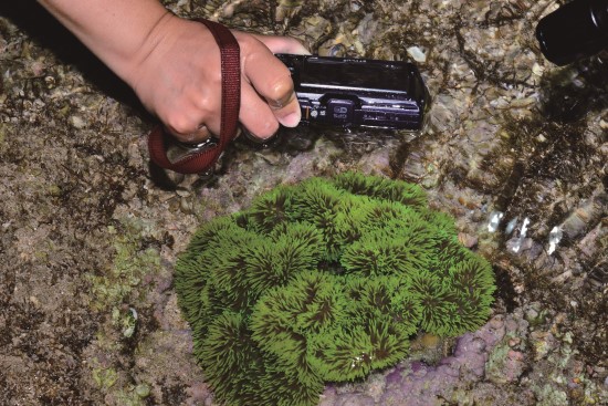 近距離觀察地毯海葵