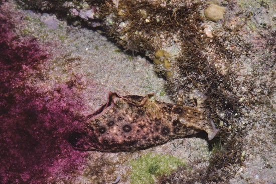 黑指紋海兔受驚嚇時釋放紫色液體自衛