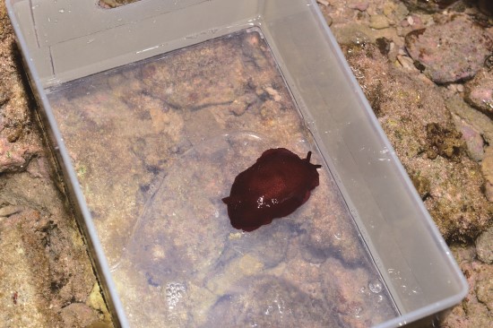 解說員以透明塑膠容器讓遊客觀察，可避免直接觸摸（培倫側鰓海蛞蝓）