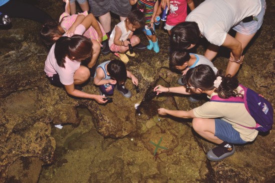 大光社區潮間帶觀察
