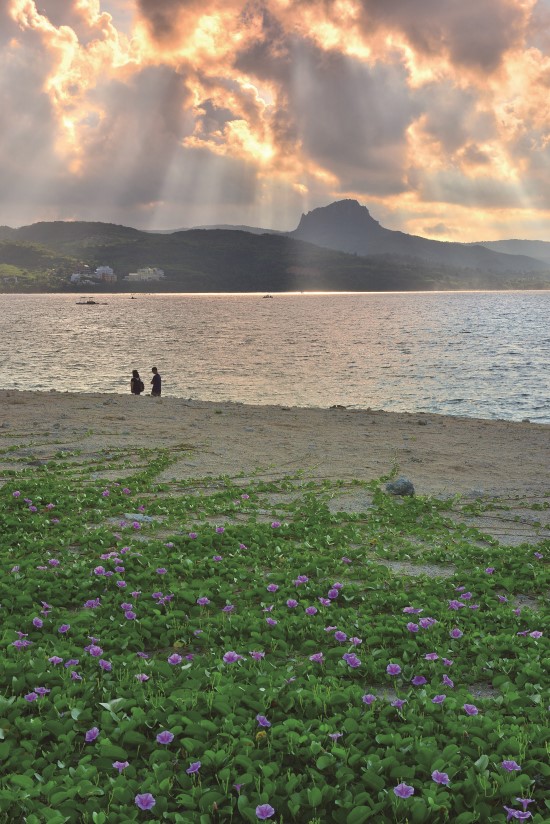 日出後壁湖沙灘盛開的馬鞍藤花朵，吸引內行的遊客欣賞日出