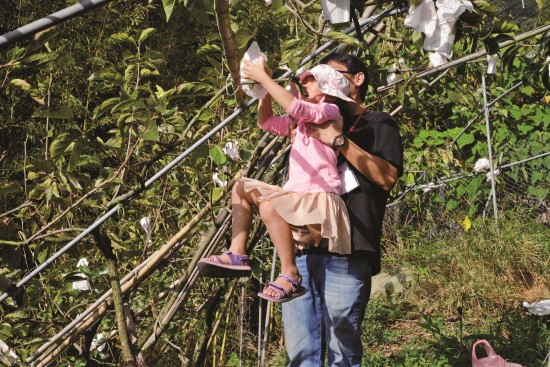 親子攜手體驗部落採果樂