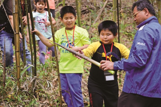 採摘新鮮桂竹筍