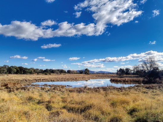 坎培拉市中央湖泊區的耶拉伯姆巴拉濕地自然保護區／李珍蒂攝